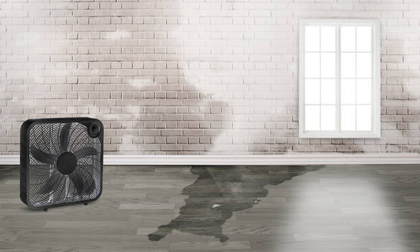 Best Water damage mitigation services  in Cold Spring, NY